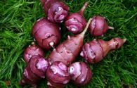 Jerusalem Artichoke, Red - 5 tubers